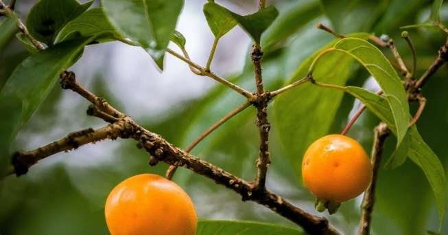 Fruto da guabiroba, Campomanesia xanthocarpa, com coloração amarela e a textura suculenta, em um fundo natural da Mata Atlântica.